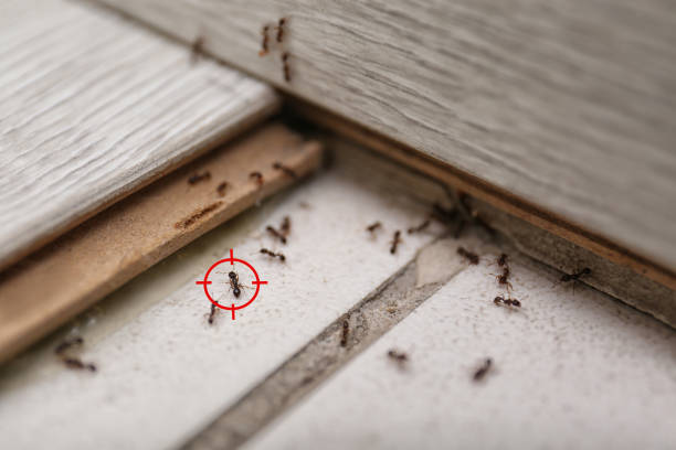 Best Commercial Pest Control Services  in Buchanan, GA