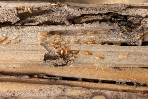 Reliable Buchanan, GA Pest Control Solutions