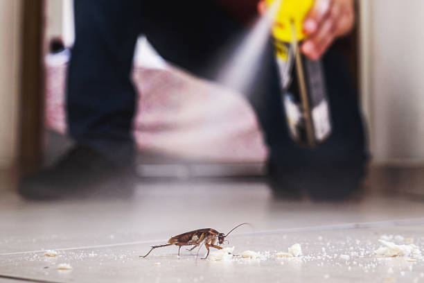 Best Termite Control Services  in Buchanan, GA